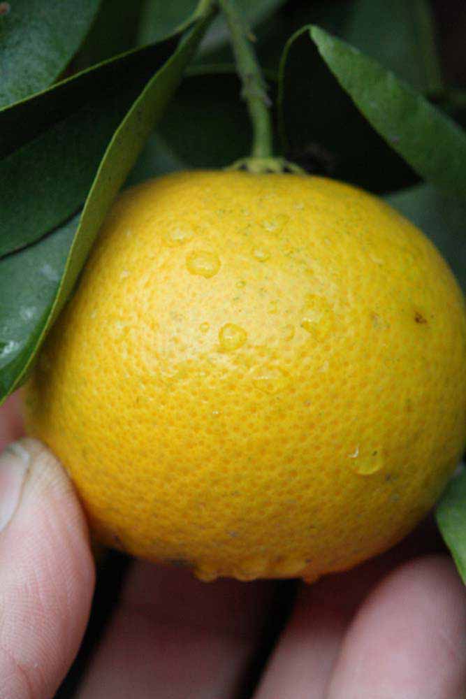            Fruit (Riverside, CA)   